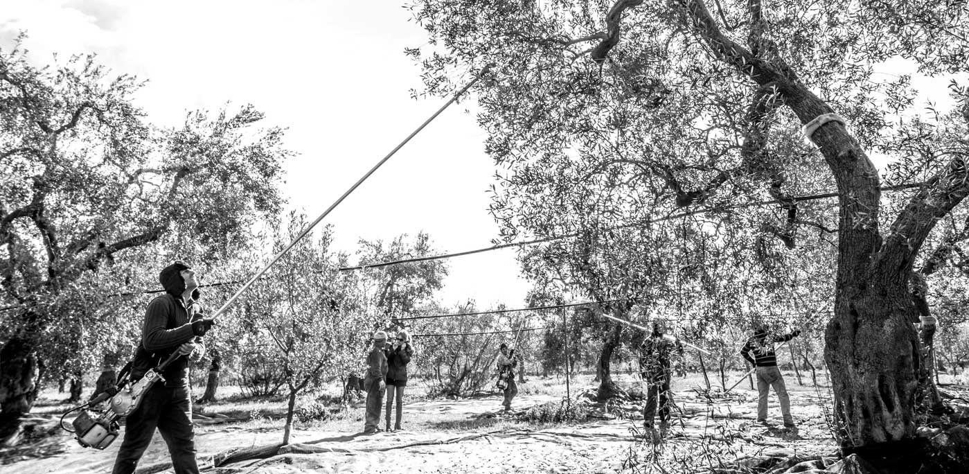 The best harvest method, holds Mr. Lo Monaco, is the traditional one: hand-picking the olives from the plant. “It allows you to pick the fruit at the desired ripeness, in the best conditions, when it is whole, and without it touching the ground,” he explained. Photo courtesy of Azienda Agricola Lubes Maria