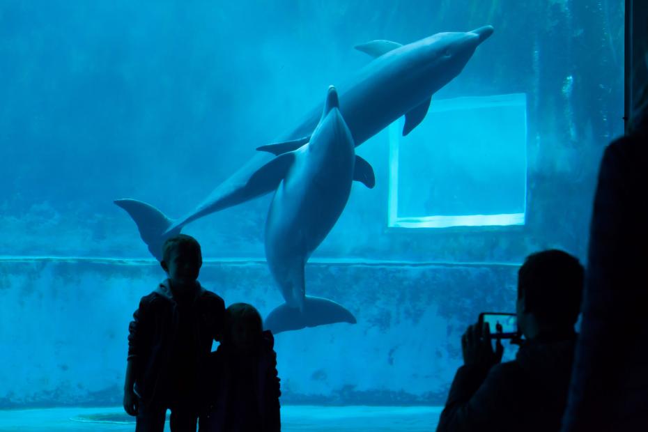 Genoa's Aquarium