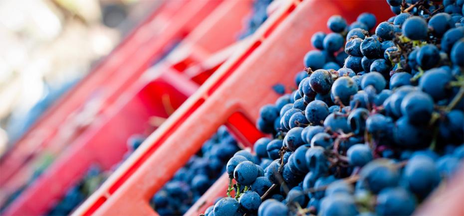 Vine-growers (viticoltori)) keep a close eye on their vines (viti) to determine when the grapes are ready for harvest (vendemmiabile) — Photo by giorgio.pulcini