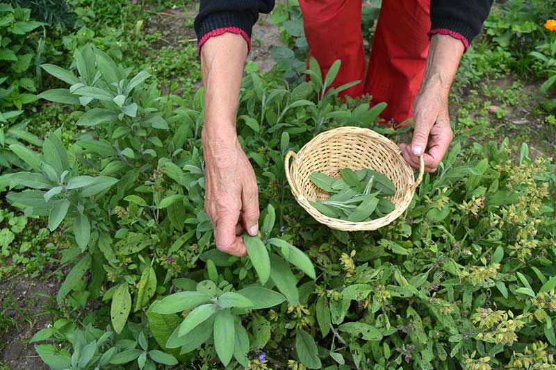 Cloves have known anesthetic properties thanks to a substance, eugenol, they contain in abundance 