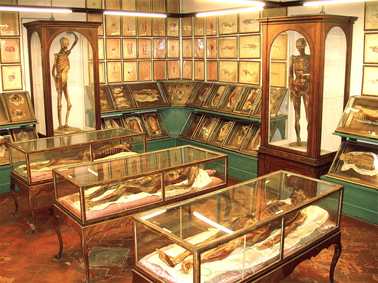 Display at Florence’s Museum of Zoology and Natural History (La Specola)