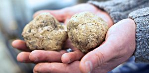 White Truffle from Alba (Piedmont). Photo by Duchesse