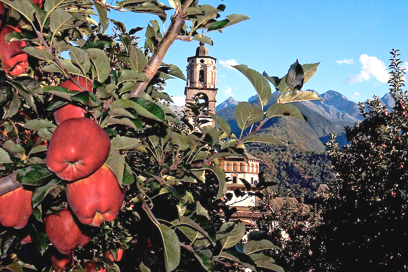 The apple of Valtellina