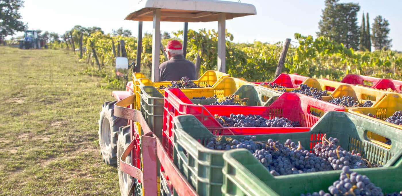 Pisa is fast becoming an essential reference point for Tuscan wine, indeed for Italian wine. ©Elisa Bosco