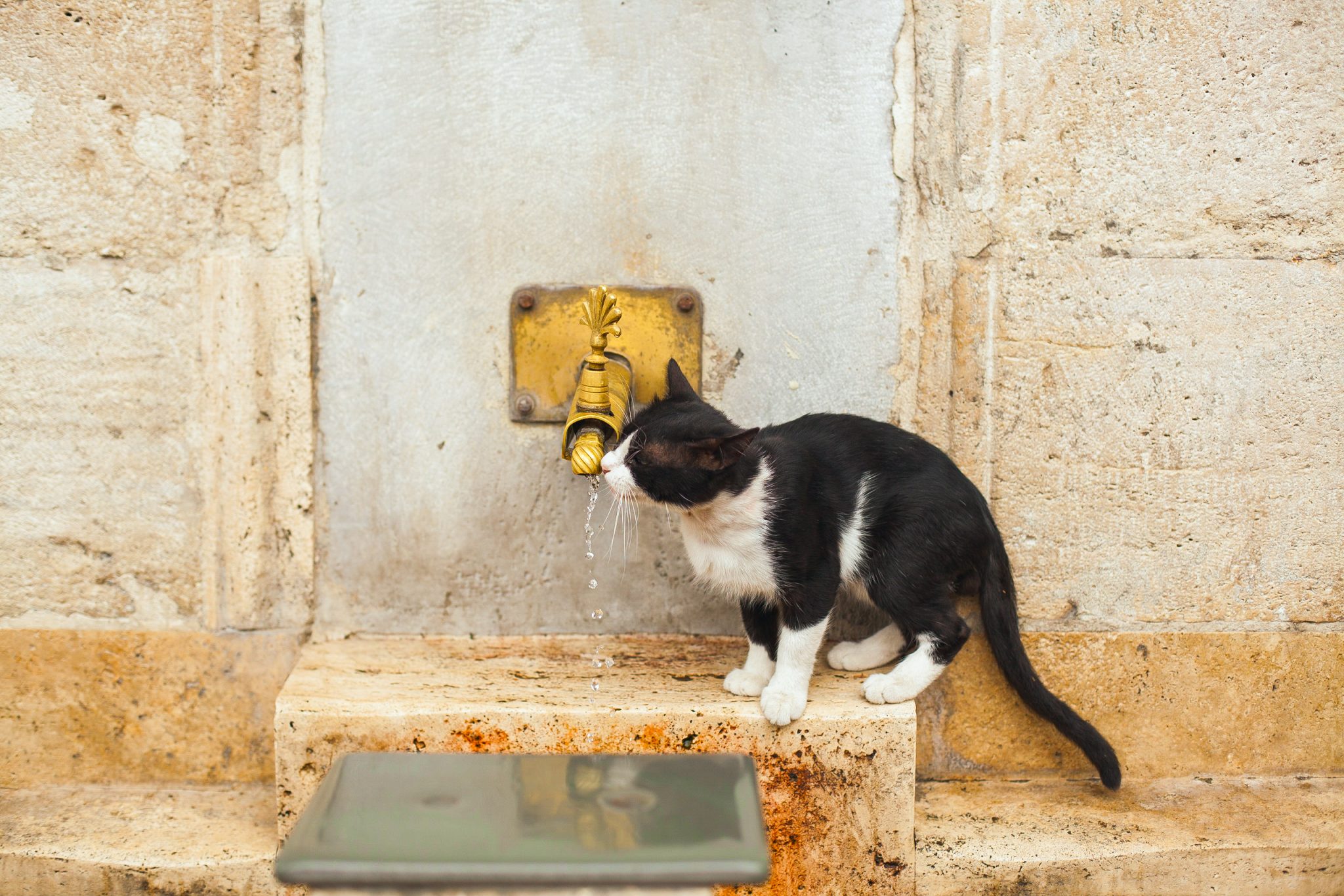 Italian curiosities why is Rome the city of cats? L'ItaloAmericano