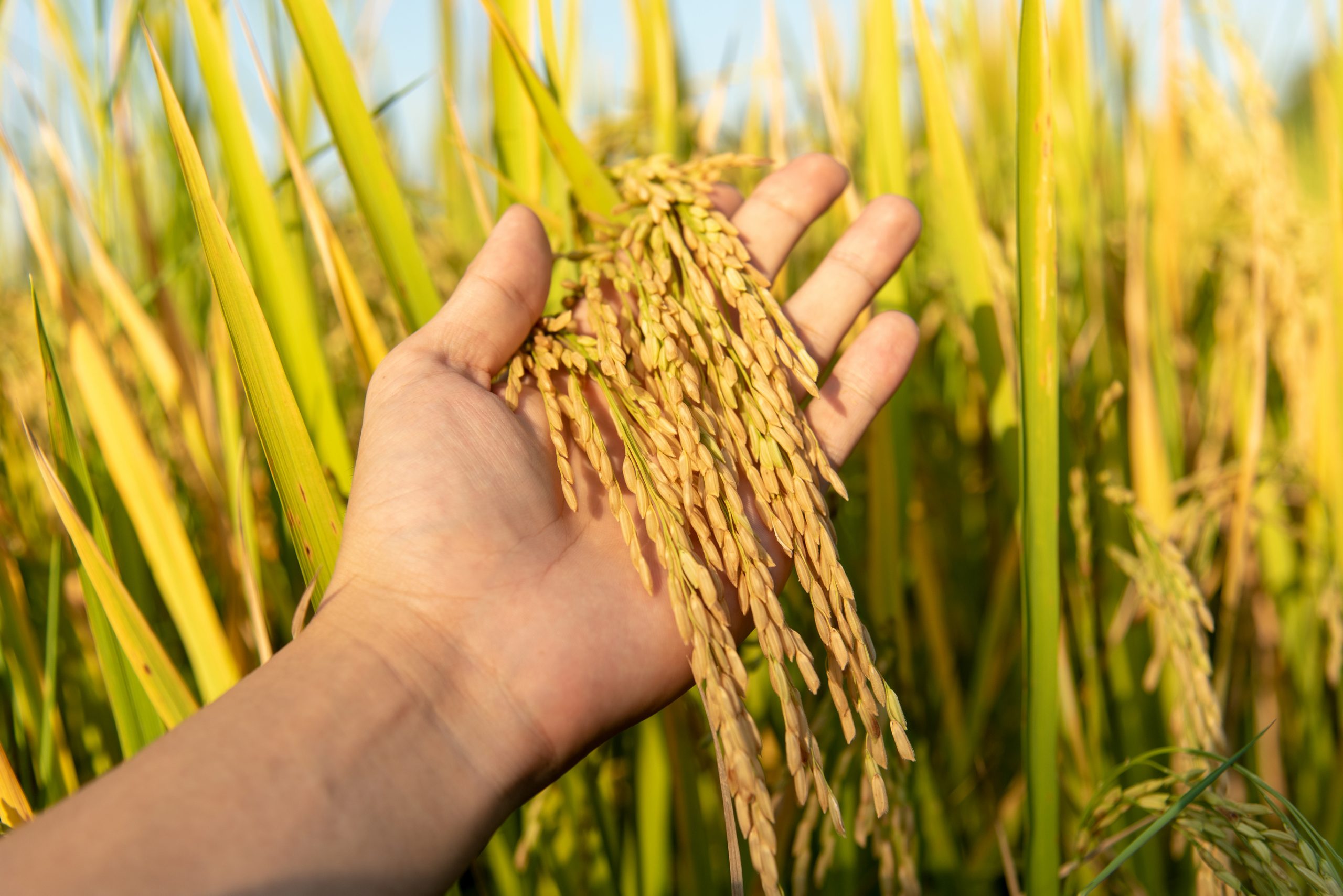 Рис сельскохозяйственная культура