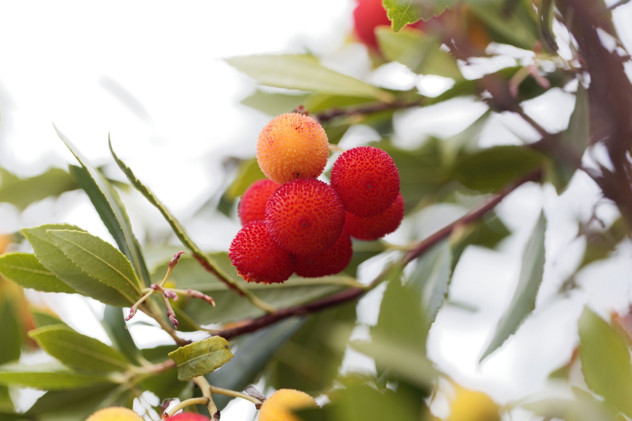 Italian Curiosities: did you know the strawberry tree is a symbol of ...