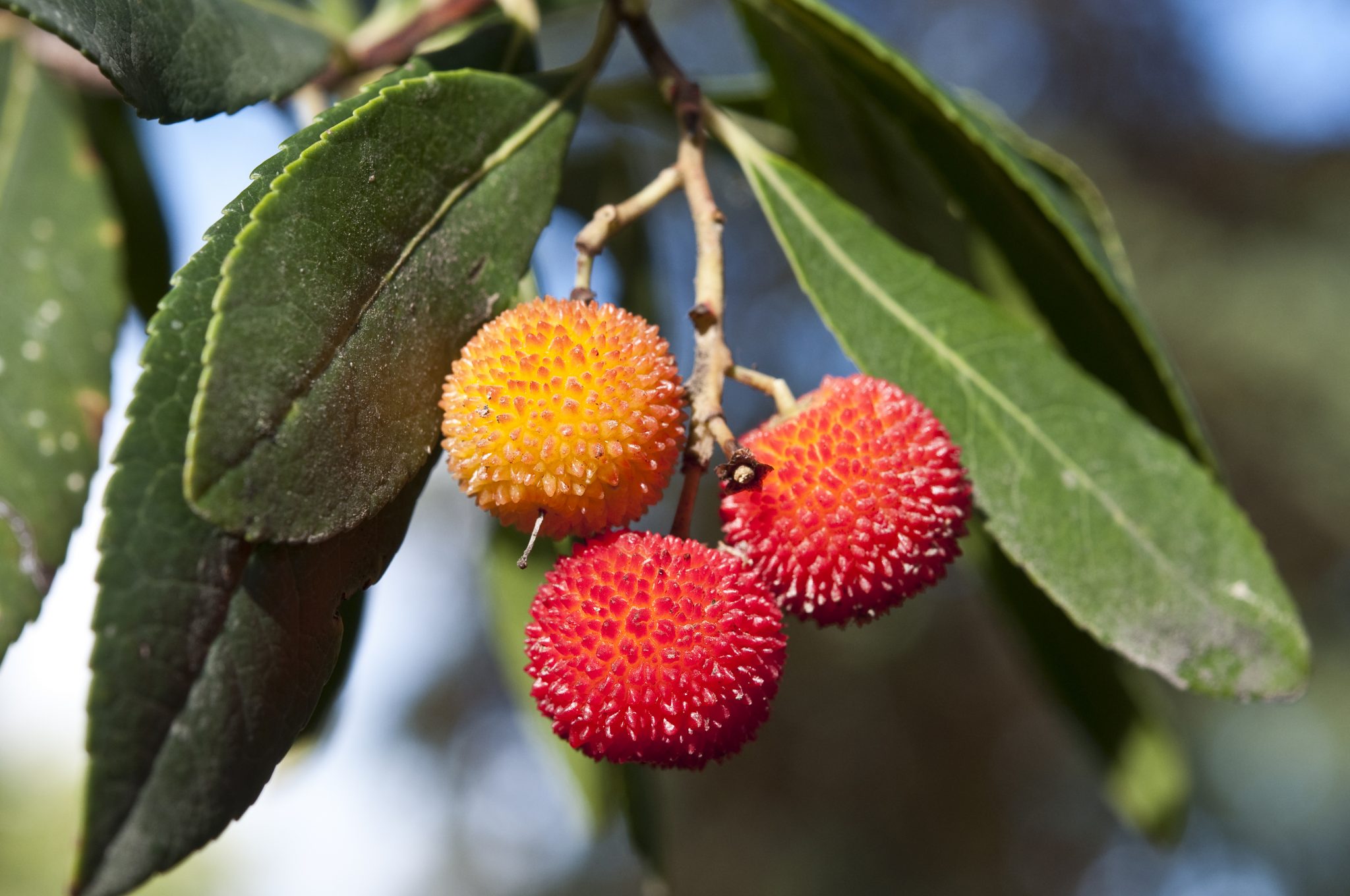 Italian Curiosities: did you know the strawberry tree is a symbol of ...